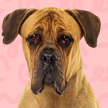 Lucille -  Mastiff Dog for Adoption in Reno, Nevada - Lucille | PetCurious