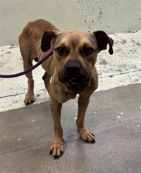 CREEK -  Staffordshire Bull Terrier and Mixed Breed Dog for Adoption in Houston, Texas - CREEK | PetCurious