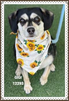 GIGI -  Dachshund Dog for Adoption in Marietta, Georgia - GIGI | PetCurious