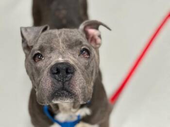 Tyson -  Mixed Breed Dog for Adoption - Tyson | PetCurious