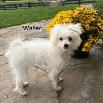 WAFER -  Pomeranian and Bichon Frise Dog for Adoption in Ashland, Ohio - WAFER | PetCurious