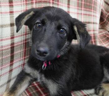 Lynol -  German Shepherd Dog Dog for Adoption in Thief River Falls, Minnesota - Lynol | PetCurious