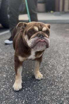 Penelope -  English Bulldog Dog for Adoption in Ventura, California - Penelope | PetCurious