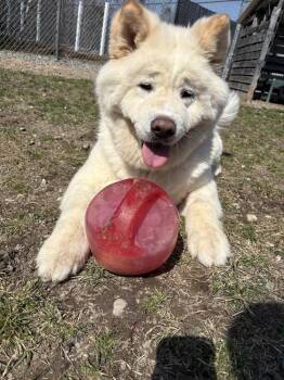 Akita Dogs Available for Adoption in Trenton, Maine - Sora | PetCurious