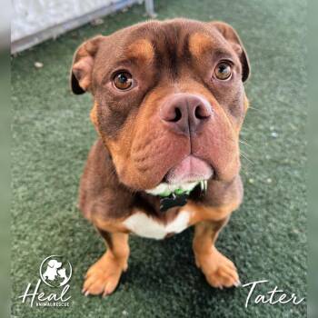 English Bulldog and Mixed Breed Dogs Available for Adoption in Youngwood, Pennsylvania - Tater | PetCurious