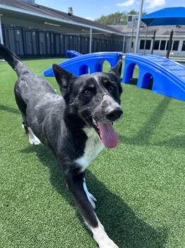 Rescue Mixed Breed Dogs for Adoption in Spring, Texas - Faye | PetCurious