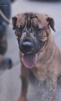 Rescue Shar Pei Dogs for Adoption in Fort Madison, Iowa - Alzado | PetCurious