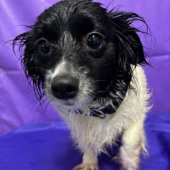 Howie -  Chihuahua Dog Available for Adoption in North Myrtle Beach, South Carolina - Howie | PetCurious