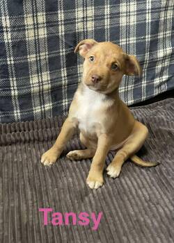 Terrier Dogs Available for Adoption in Topeka, Kansas - Tansy | PetCurious