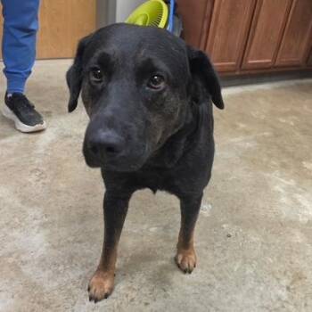 Juniper - 072801U -  Labrador Retriever and Hound Dog for Adoption in Tupelo, Mississippi - Juniper - 072801U | PetCurious