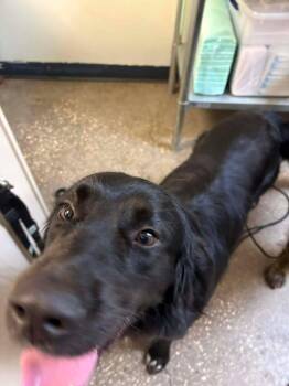 Mixed Breed Dogs Available for Adoption in Ocala, Florida - Scooby | PetCurious