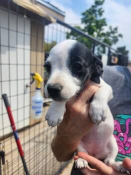 Ree -  Jack Russell Terrier and Mixed Breed Dog for Adoption in Severance, Colorado - Ree | PetCurious