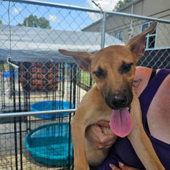 Issac -  Mixed Breed Dog for Adoption in Huntsville, Alabama - Issac | PetCurious