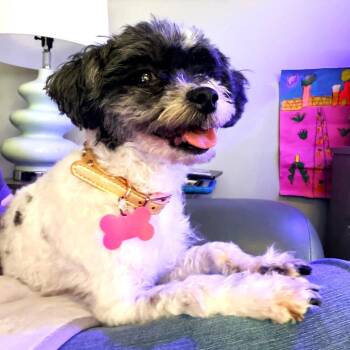 Shih Tzu Dogs Available for Adoption - Dorothy | PetCurious