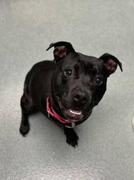 American Staffordshire Terrier and Mixed Breed Dogs Available for Adoption in Richmond, Virginia - Pike | PetCurious