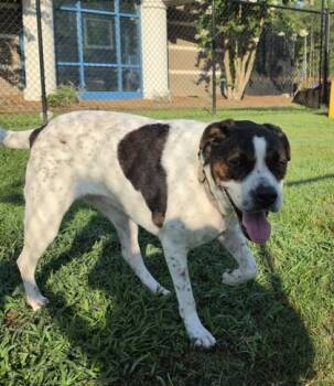 Jellyfish -  Terrier and Mixed Breed Dog for Adoption in Conway, South Carolina - Jellyfish | PetCurious