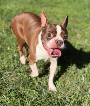 Zoe in KS -  Boston Terrier Dog for Adoption - Zoe In KS | PetCurious