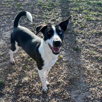 Mixed Breed Dogs Available for Adoption in Corpus Christi, Texas - Shasta | PetCurious