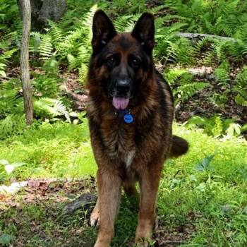 Ace (26-242) -  German Shepherd Dog Dog for Adoption in New Ringgold, Pennsylvania - Ace (26-242) | PetCurious