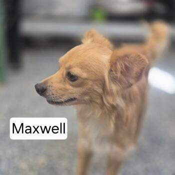 Maxwell -  Chihuahua and Mixed Breed Dog for Adoption in Dover, Arkansas - Maxwell | PetCurious