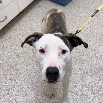 Sylvester -  Mixed Breed Dog for Adoption in Auburn, Alabama - Sylvester | PetCurious