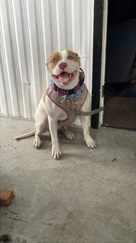 Rescue Mastiff Dogs for Adoption in Palmetto, Florida - CHULA | PetCurious