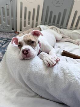 Hazel -  Pit Bull Terrier Dog for Adoption in Wake Forest, North Carolina - Hazel | PetCurious