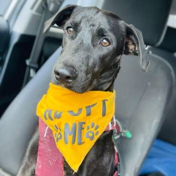 Rescue Mixed Breed Dogs for Adoption in Vaughan, Ontario - Hex | PetCurious