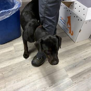 Mixed Breed Dogs Available for Adoption - Stitch | PetCurious