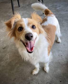 Kirby -  Maltese and Chihuahua Dog for Adoption in Oakland, California - Kirby | PetCurious