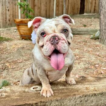 Cupcake -  English Bulldog Dog for Adoption in Los Angeles, California - Cupcake | PetCurious