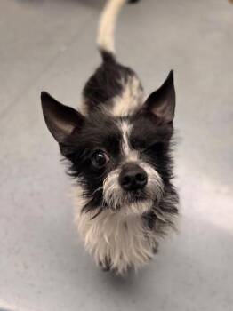 Terrier and Mixed Breed Dogs Available for Adoption in Westland, Michigan - El Mustachio | PetCurious
