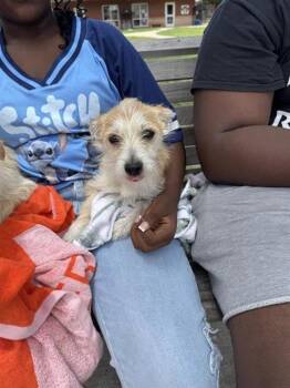 Terrier Dogs Available for Adoption in San Antonio, Texas - CHEESE | PetCurious