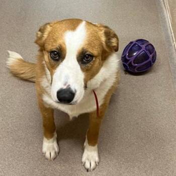 Australian Shepherd and Mixed Breed Dogs Available for Adoption - Opal | PetCurious