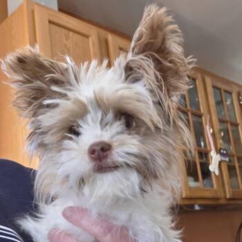 Tinkerbelle -  Yorkshire Terrier Dog Available for Adoption in Berlin, New Jersey - Tinkerbelle | PetCurious