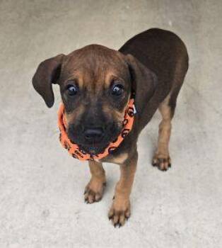 Jolene -  Redbone Coonhound Dog for Adoption in Bucyrus, Ohio - Jolene | PetCurious
