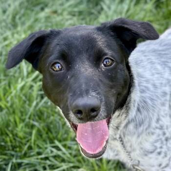 Jillie - ECAS -  Australian Cattle Dog Blue Heeler and Mixed Breed Dog for Adoption in Pleasanton, California - Jillie - ECAS | PetCurious