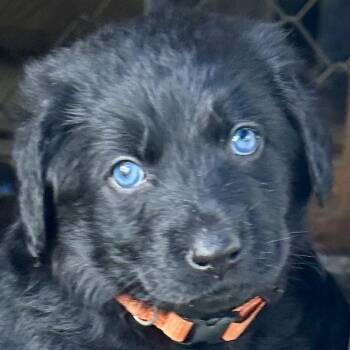 German Shepherd Dog and Flat Coated Retriever Dogs Available for Adoption - Jackson (5/13) | PetCurious