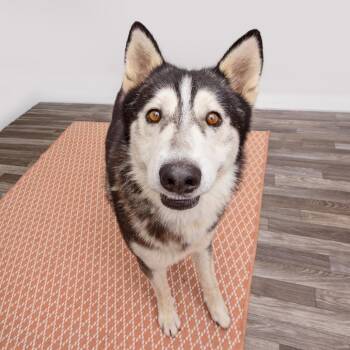 Fonzie -  Husky and Mixed Breed Dog for Adoption in Los Angeles, California - Fonzie | PetCurious