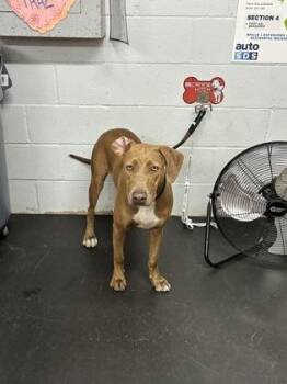 Lilac -  Mixed Breed Dog for Adoption in Fort Worth, Texas - Lilac | PetCurious