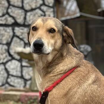 Shepherd and Husky Dogs Available for Adoption - Moodonna | PetCurious