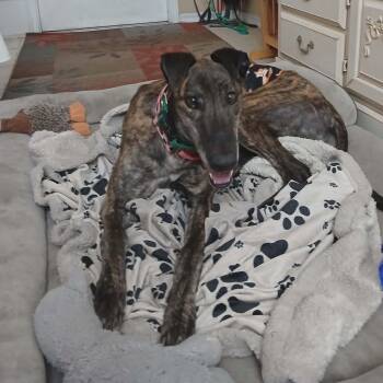 Greyhound Dogs Available for Adoption in Venice, Florida - Rinnwood Leo (Leo) | PetCurious