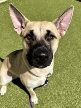 Lana Lang -  Mixed Breed Dog for Adoption in Wichita, Kansas - Lana Lang | PetCurious