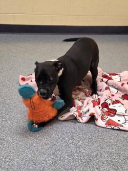 Pit Bull Terrier and Mixed Breed Dogs Available for Adoption in Westland, Michigan - Aladdin | PetCurious