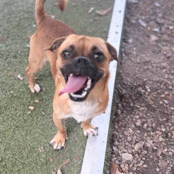 Thurmond -  Pug and Mixed Breed Dog for Adoption in Birmingham, Alabama - Thurmond | PetCurious