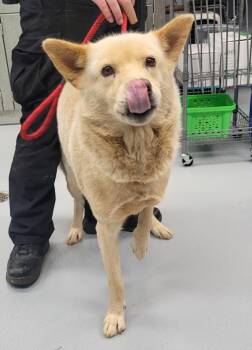 Pen 162 Blue -  Shepherd Dog for Adoption in Lawrenceville, Georgia - Pen 162 Blue | PetCurious