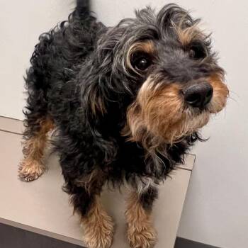 Bernadoodle Dogs Available for Adoption - Hazel | PetCurious