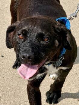 Labrador Retriever Dogs Available for Adoption in Golden, Colorado - Bea | PetCurious