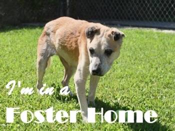 Rescue Mixed Breed Dogs for Adoption in West Chester, Pennsylvania - Mildred Fka Trinity | PetCurious