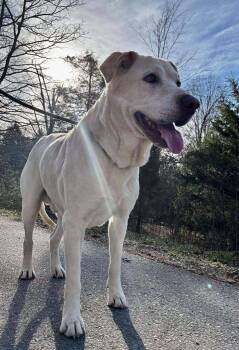 Hobo (Bo) -  Labrador Retriever Dog for Adoption in Waverly, Tennessee - Hobo (Bo) | PetCurious